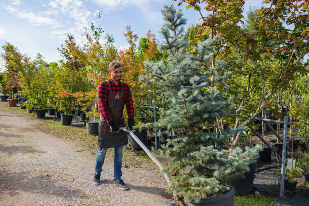 The Steps Involved in Our Tree Care Process in Roberta, GA